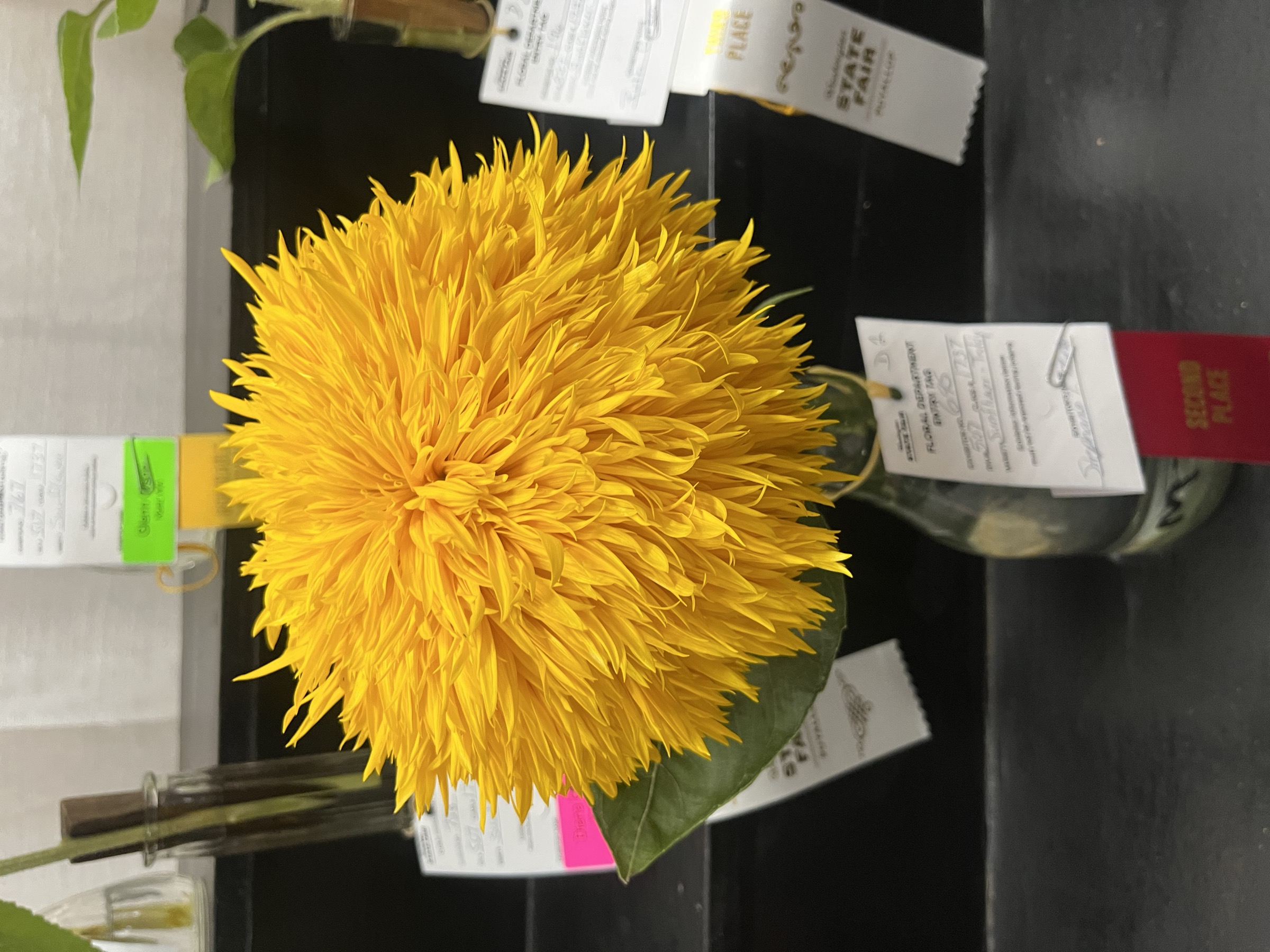 Award winning flowers